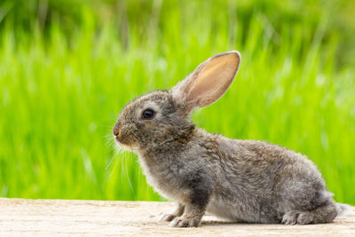 Embracing Ethical Beauty: Our Commitment to Vegan-Friendly and Cruelty-Free Cosmetic